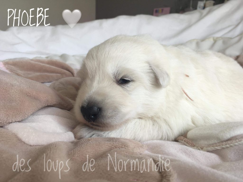 Phoebe Des Loups De Normandie