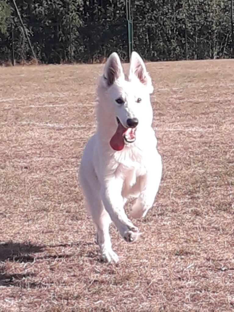 Phoebe Des Loups De Normandie