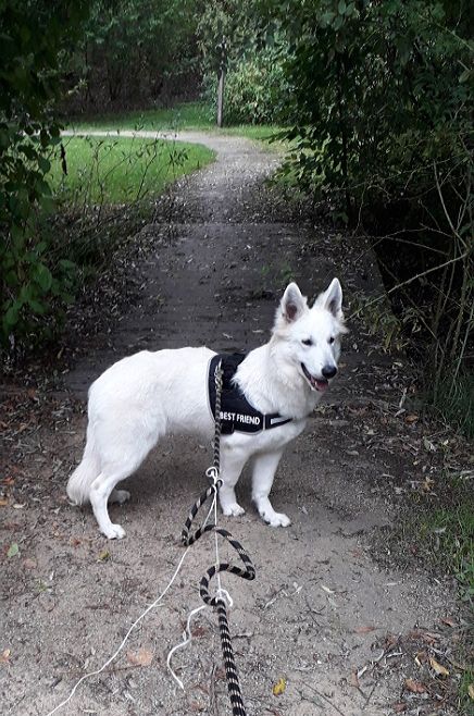 Phoebe Des Loups De Normandie