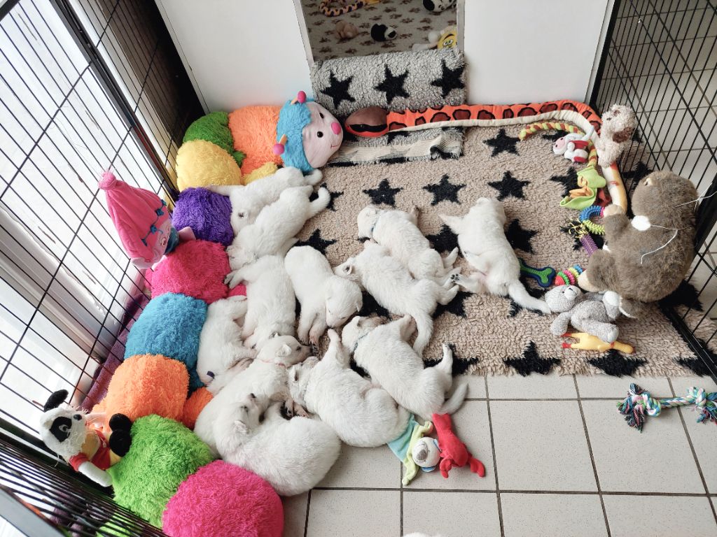 chiot Berger Blanc Suisse Des Anges Du Glacier Blanc